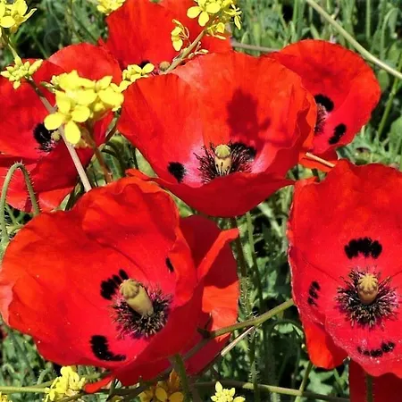 Alonissos Luxury With Jacuzzi And 别墅