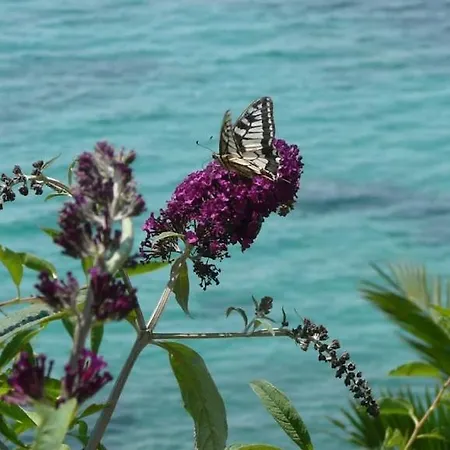 别墅 Alonissos Luxury With Jacuzzi And *